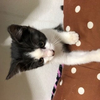 ３ヵ月の子猫を可愛がってくれる方を探しています