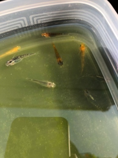 煌メダカ メチレンブルー溶液に30粒 A 送料込 ソウイチロウ 堀切菖蒲園のその他の中古あげます 譲ります ジモティーで不用品の処分