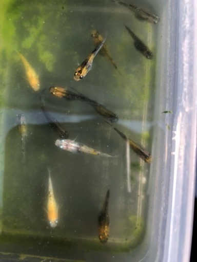 煌メダカ メチレンブルー溶液に30粒 A 送料込 ソウイチロウ 堀切菖蒲園のその他の中古あげます 譲ります ジモティーで不用品の処分