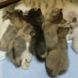 ７月24日生まれ  母猫と6匹の子猫