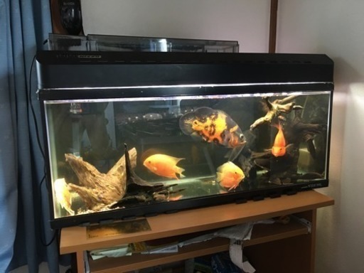 熱帯魚 水槽 セット オスカー