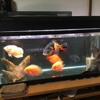熱帯魚 水槽 セット オスカー