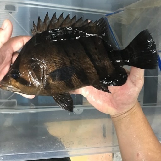 熱帯魚  ダトニオプラスワン  ２９センチ値下げ❗️