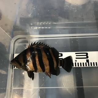 熱帯魚  ダトニオプラスワン 黒か無値下げ❗️