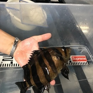 熱帯魚  ダトニオプラスワン 黒か無値下げ❗️