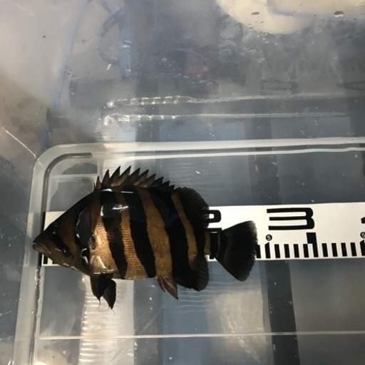 熱帯魚  ダトニオプラスワン 黒か無値下げ❗️