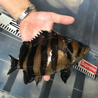 熱帯魚  ダトニオプラスワン 黒か無値下げ❗️