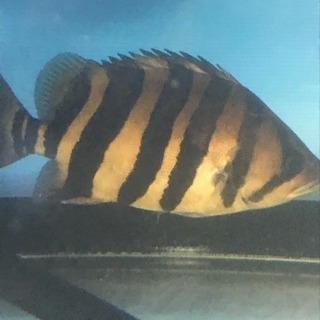 熱帯魚  ダトニオプラスワン 黒か無値下げ❗️