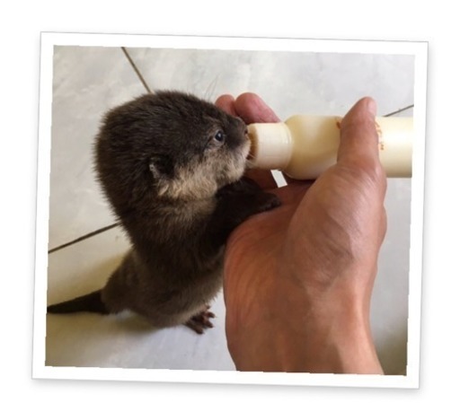 締切間近 残り 3名 カワウソカフェ行きませう ここあ 行徳のその他のメンバー募集 無料掲載の掲示板 ジモティー 締切間近 残り 3名 カワウソカフェ行きませう ここあ 行徳のその他のメンバー募集 無料掲載の掲示板 ジモティー