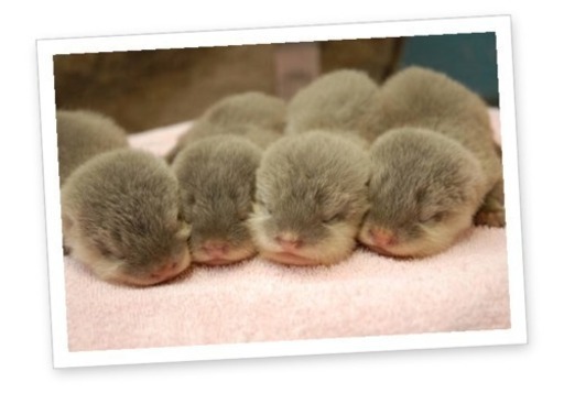 締切間近 残り 3名 カワウソカフェ行きませう ここあ 行徳のその他のメンバー募集 無料掲載の掲示板 ジモティー