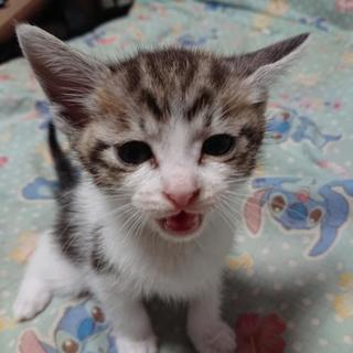 生後１ヶ月～１ヶ月半程度の子猫の里親募集 - 大田市