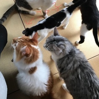 3ヶ月の白黒猫と黒猫ちゃんたち − 鹿児島県