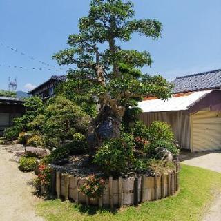 銘木　樹齢300年二股のもちの木