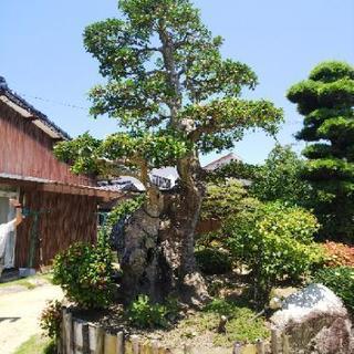 銘木　樹齢300年二股のもちの木