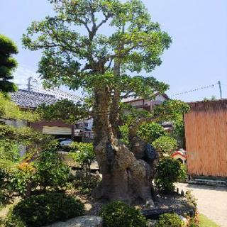 銘木　樹齢300年二股のもちの木