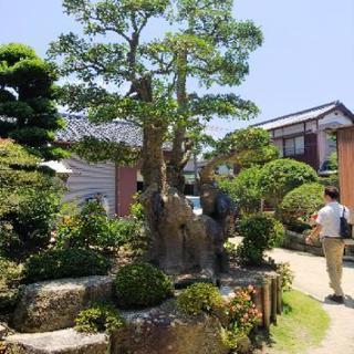 銘木　樹齢300年二股のもちの木