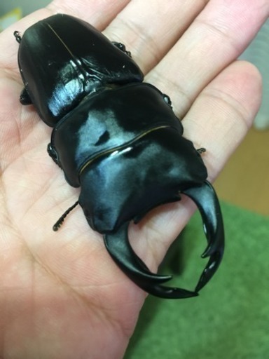◆久留米産 オオクワガタ♂82mm ペア◆