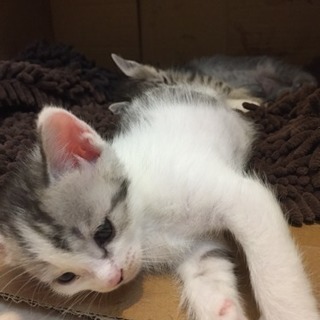 生後６週の子猫ちゃんです − 岡山県