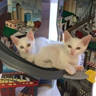 頭にキジマークの白猫女の子 − 静岡県