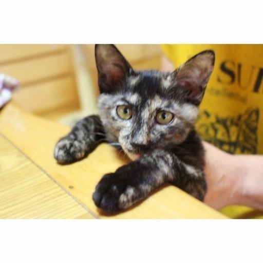 三角眉とパッツン髪の人面猫、抱っこ大好きな優しいさび猫です。 (ハグ