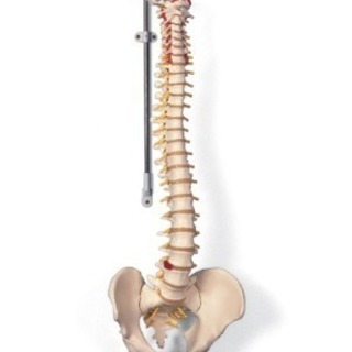 骨模型 脊柱