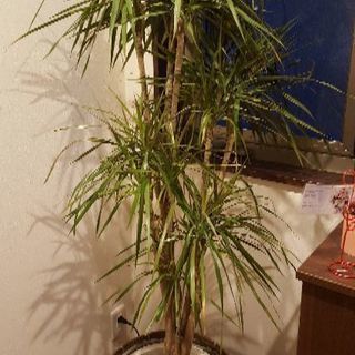 観葉植物差し上げます