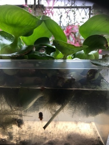 ベランダ飼育普通のメダカ みさたく 豊四季のその他の中古あげます 譲ります ジモティーで不用品の処分 ベランダ飼育普通のメダカ みさたく 豊四季のその他の中古あげます 譲ります ジモティーで不用品の処分