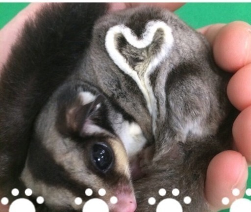 締切間近 残り 3名 カワウソカフェ行きませう ここあ 行徳のその他のメンバー募集 無料掲載の掲示板 ジモティー