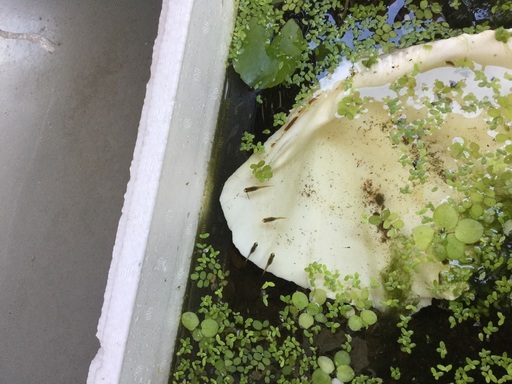 黒メダカ 黒メダカだけど茶色気味 幼魚 5匹 浮き草 水草セット もんさんみっしぇる 新小岩のその他の中古あげます 譲ります ジモティーで不用品の処分