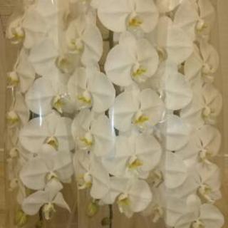 御祝い 贈り物に胡蝶蘭