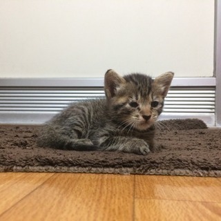 【決まりました】キジトラのメス子猫 − 岡山県
