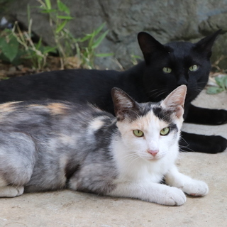 親猫夫婦と子猫４匹の里親さんをそれぞれ大募集