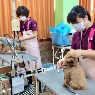 トリマーライセンス・ドッグトレーナーライセンスの取得コースは１０月生・４月生で募集！神戸愛犬美容専門学院姫路校・神戸校（垂水） - 姫路市