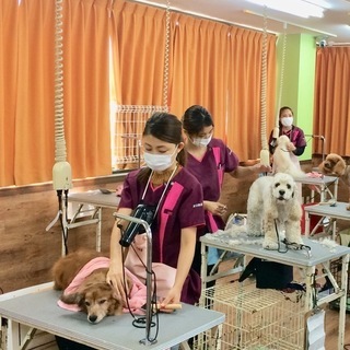 トリマーライセンス・ドッグトレーナーライセンスの取得コースは１０月生・４月生で募集！神戸愛犬美容専門学院姫路校・神戸校（垂水） - 資格