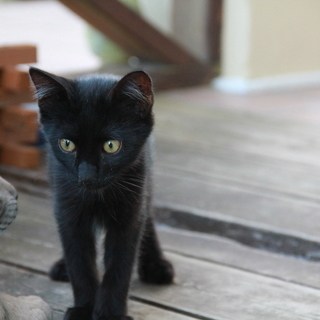 子猫の保護について　アドバイスお願いします。