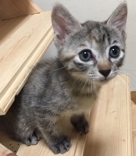 超絶可愛い三姉妹のみはりちゃん Ka5502 長浦の猫の里親募集 ジモティー 超絶可愛い三姉妹のみはりちゃん Ka5502 長浦の猫の里親募集 ジモティー