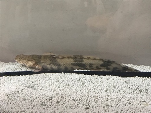 古代魚 エンドケリーお譲り致します ショウジ 二条城前のその他の中古あげます 譲ります ジモティーで不用品の処分 古代魚 エンドケリーお譲り致します ショウジ 二条城前のその他の中古あげます 譲ります ジモティーで不用品の処分