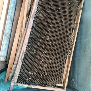 セイヨウミツバチの巣の中身部分