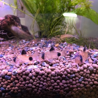 ヌマエビの中古が安い 激安で譲ります 無料であげます 175ページ目 ジモティー