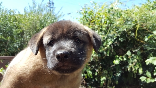 紀州犬系 雑種 黒 オス 生後２ヶ月の子犬です Youkai 多治見のその他の里親募集 ジモティー