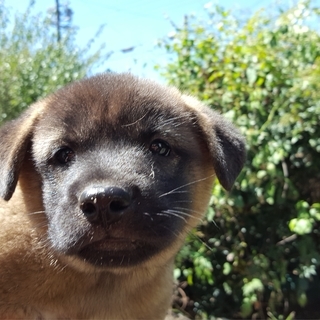 紀州犬系 雑種 黒 オス 生後２ヶ月の子犬です Youkai 多治見のその他の里親募集 ジモティー