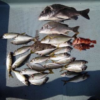 船釣り仲間募集(5人乗り和船21ft、料金無料w) − 和歌山県