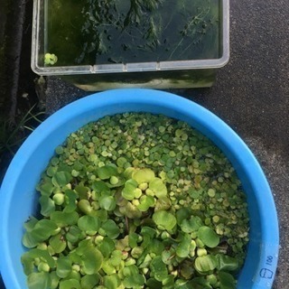 ホテイ草(3株)、アマゾンフロッグピット(プリン容器1杯)、金魚藻