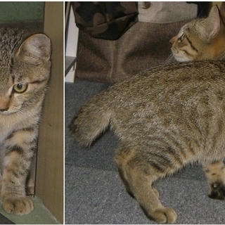 水戸市赤塚近辺、4～5か月の野良仔猫2匹☆彡の画像