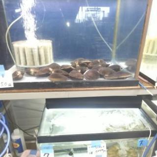 低価格帯！金魚、メダカブース増設！ − 埼玉県