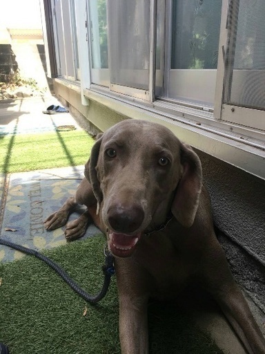 里親募集 ワイマラナー まどか 安八のその他の里親募集 ジモティー