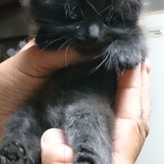 毛長の黒猫（1ヶ月）