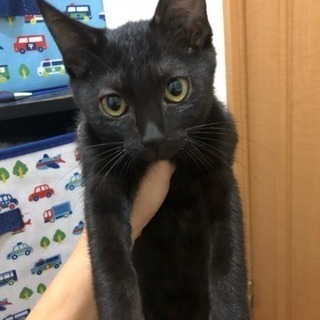 生後3、4ヶ月の黒猫ちゃん