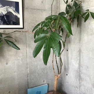 観葉植物 パキラ 190cm