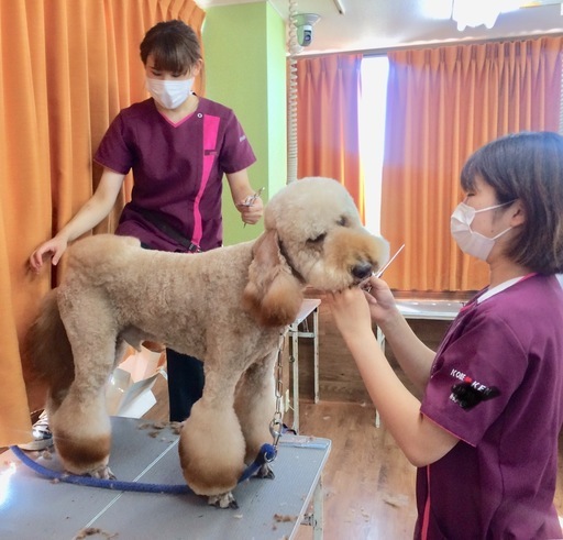 トリマーライセンス ドッグトレーナーライセンスを取りませんか 秋の生徒募集 １０月生 神戸愛犬美容専門学院姫路校 神戸校 垂水 神戸愛犬美容専門学院 姫路の資格の生徒募集 教室 スクールの広告掲示板 ジモティー